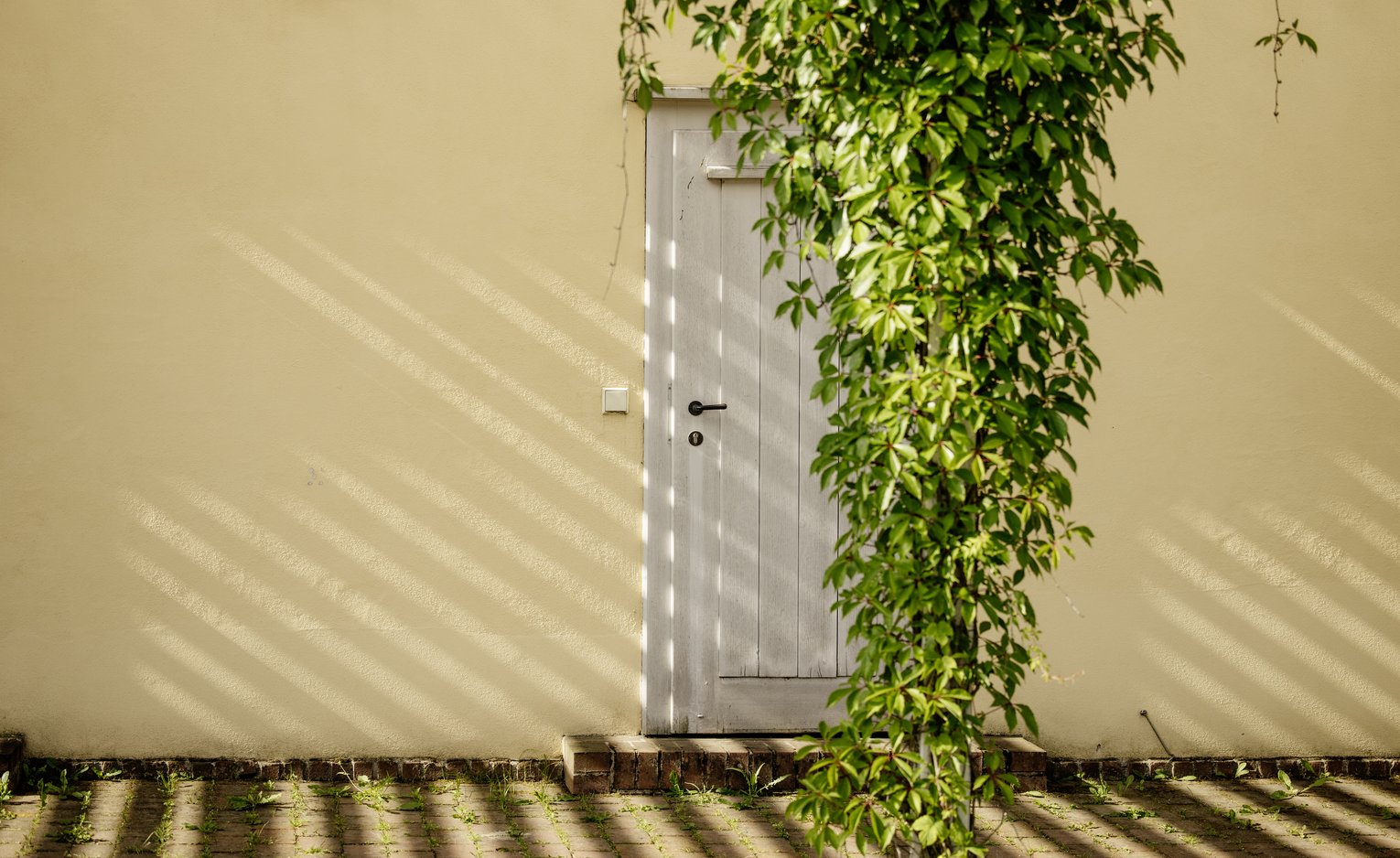 Vor einer gelben Hauswand mit weißer Tür rankt eine Kletterpflanze an einer Säule. 